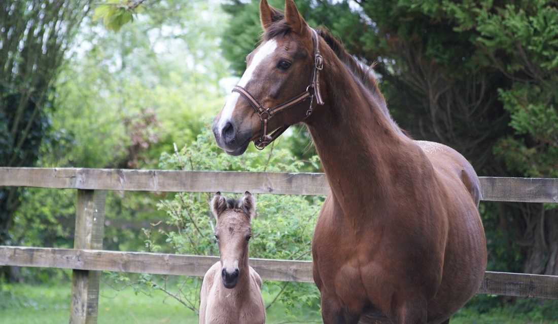 Expat Morgans leading sport stud farm in Europe