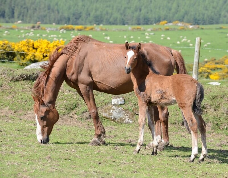 Expat Morgans leading sport stud farm in Europe