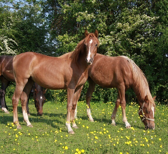 Expat Morgans leading sport stud farm in Europe