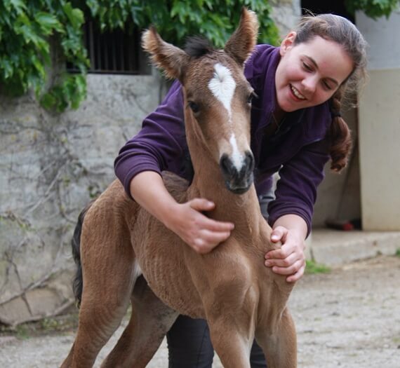 Expat Morgans leading sport stud farm in Europe