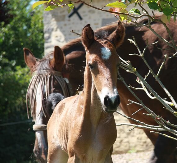 Expat Morgans leading sport stud farm in Europe