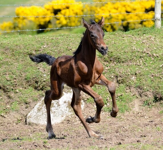 Expat Morgans leading sport stud farm in Europe