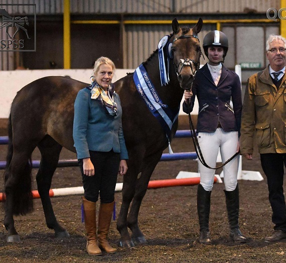 Expat Morgans leading sport stud farm in Europe