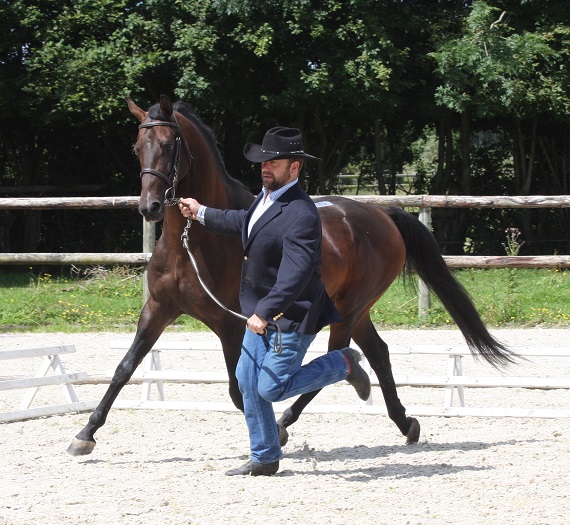 Expat Morgans leading sport stud farm in Europe