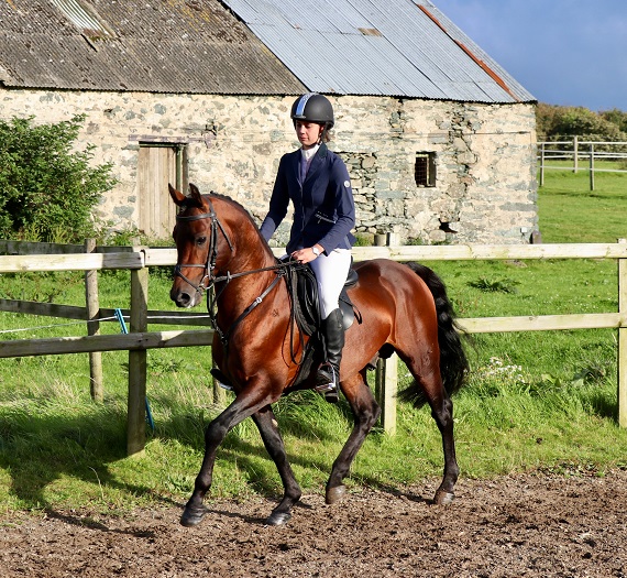 Expat Morgans leading sport stud farm in Europe