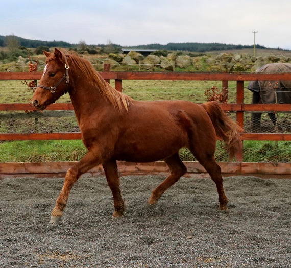 Expat Morgans leading sport stud farm in Europe