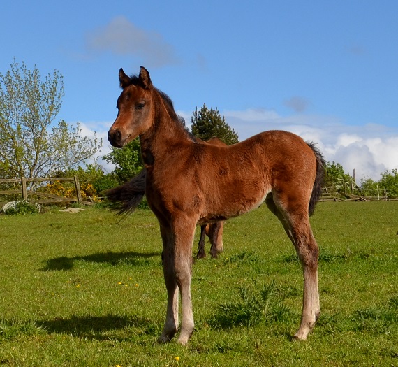 Expat Morgans leading sport stud farm in Europe