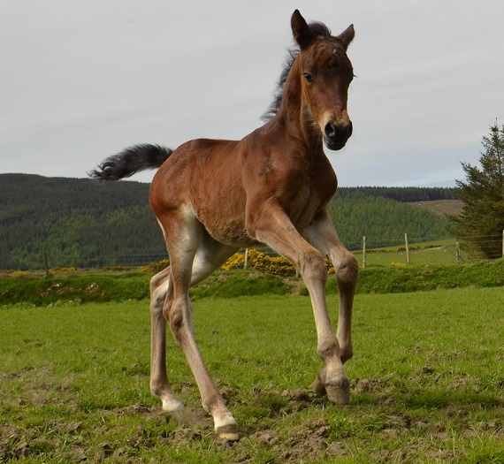 Expat Morgans leading sport stud farm in Europe