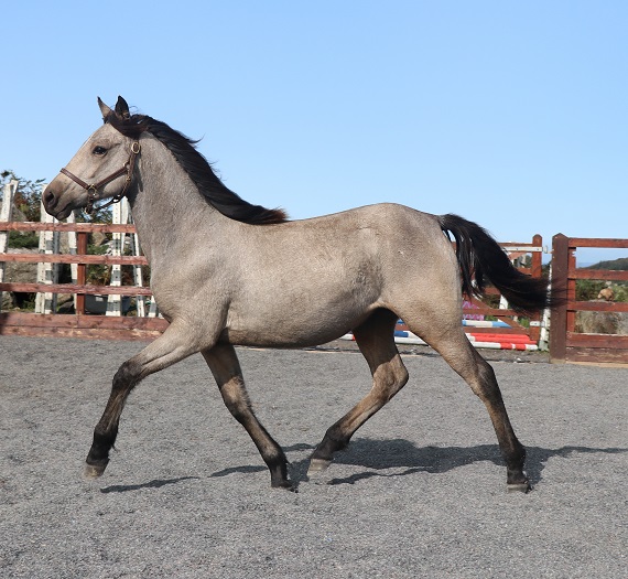 Expat Morgans leading sport stud farm in Europe