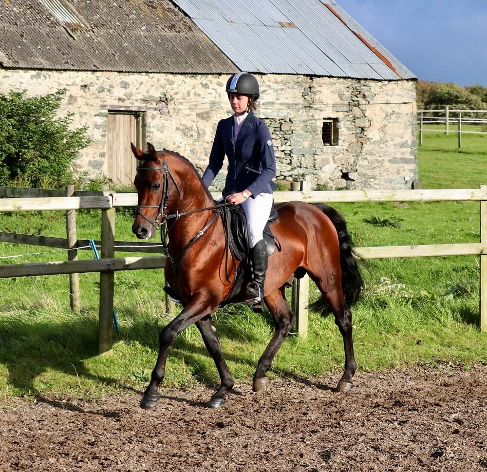 Expat Morgans leading sport stud farm in Europe